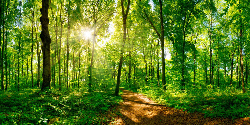 Seitenmarkise Sichtschutz Motiv "Waldlichtung" von GardenPleasure