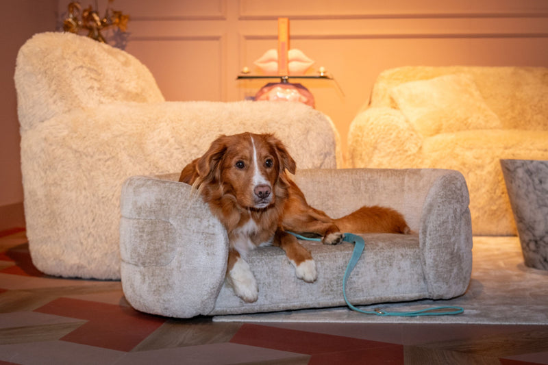 Hundebett Bingo Richmond in Clay Chenille – kuschelig & elegant