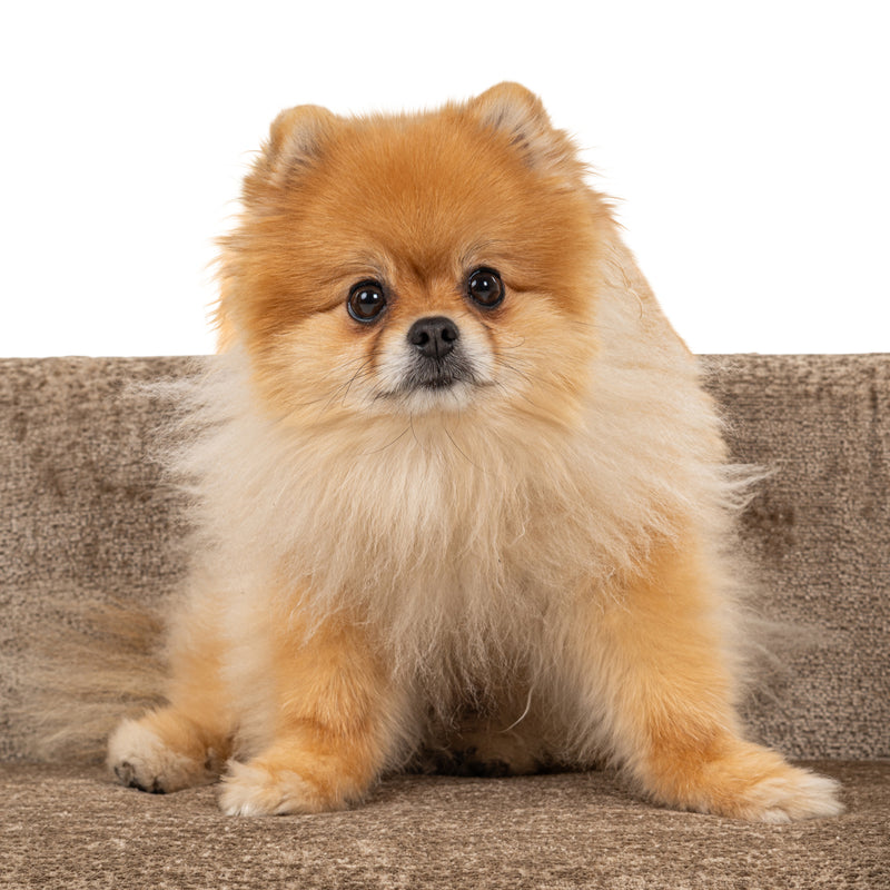 Hundebett Bingo Taupe Chenille – kuscheliger Rückzugsort für Hunde